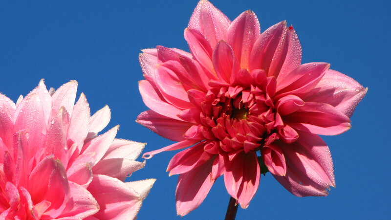 Pink Dahlia Flowers — Serene