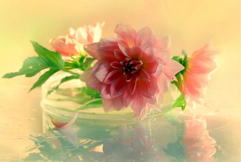 Pink Dahlia Flowers