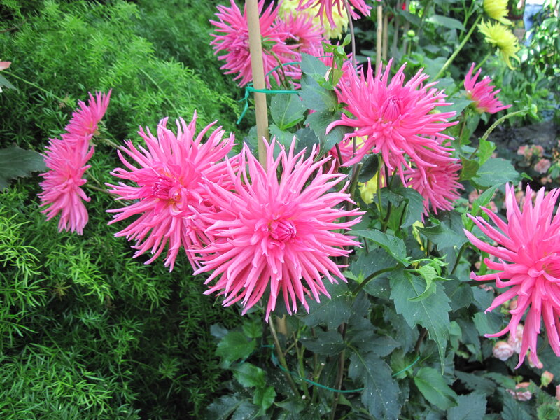 Pink Dahlia Flowers — Vibrant, Afternoon, Photograph