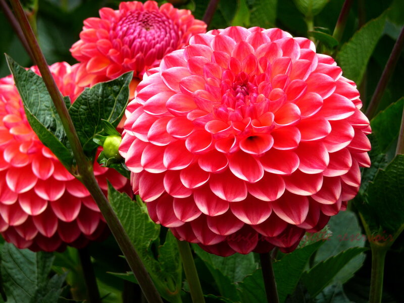 Pink Dahlia Flowers — Vibrant, Afternoon