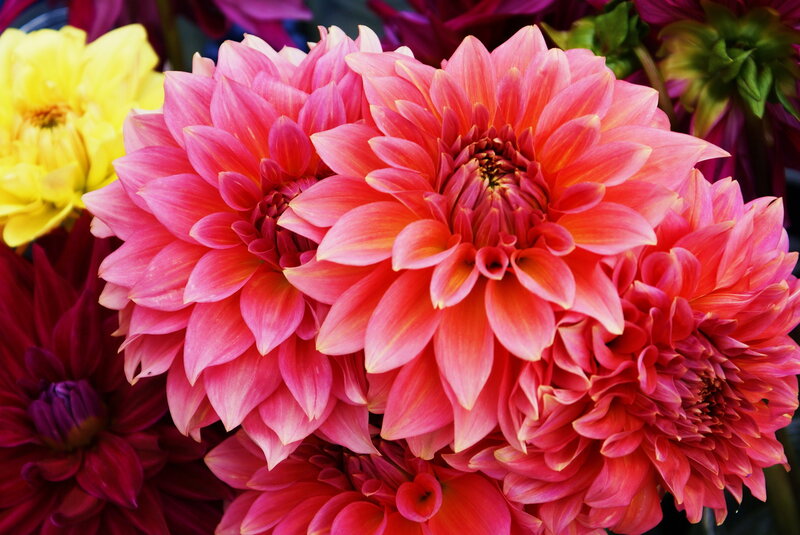Pink Dahlia Flowers — Vibrant, Photograph