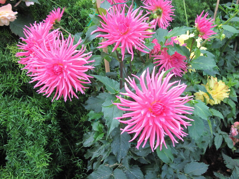 Pink Dahlia Flowers — Vibrant, Summer