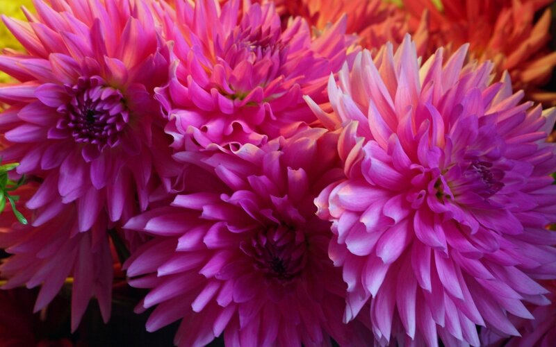 Pink Dahlia Flowers — Vibrant