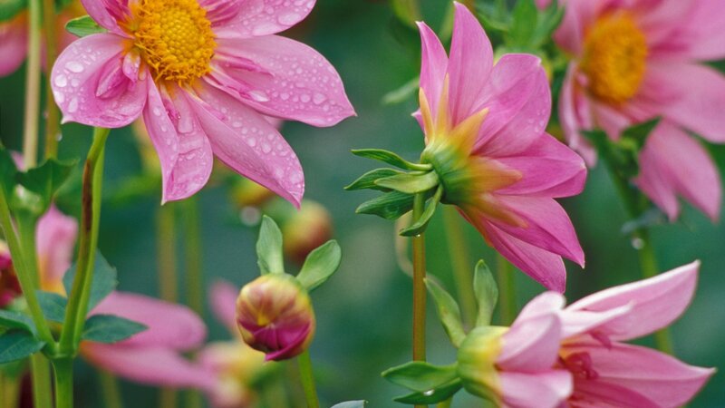Pink dahlia flowers with dew