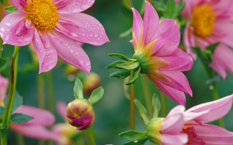 Pink dahlia flowers with dew