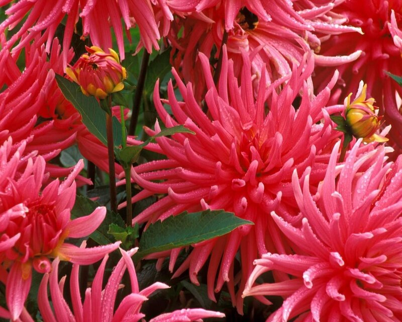 Pink dahlia flowers with dew