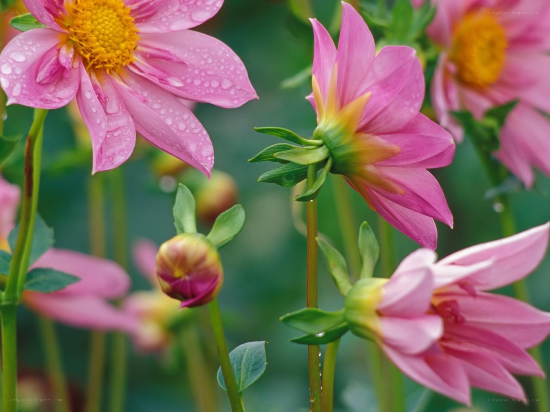 Pink dahlia flowers with dew