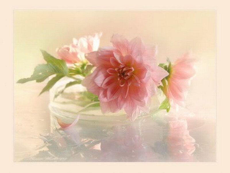 Pink dahlia in a glass vase