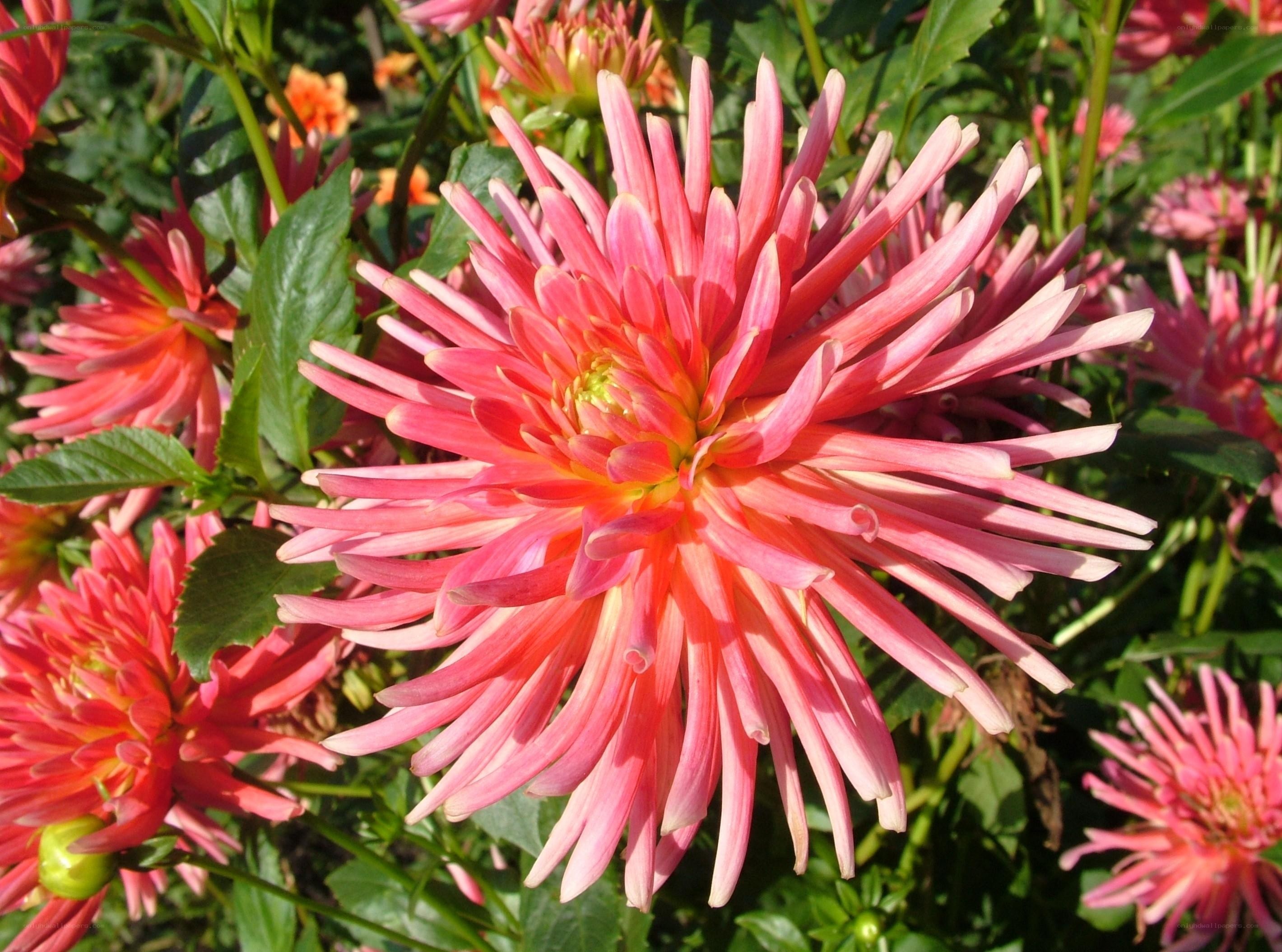 Pink dahlia in full bloom