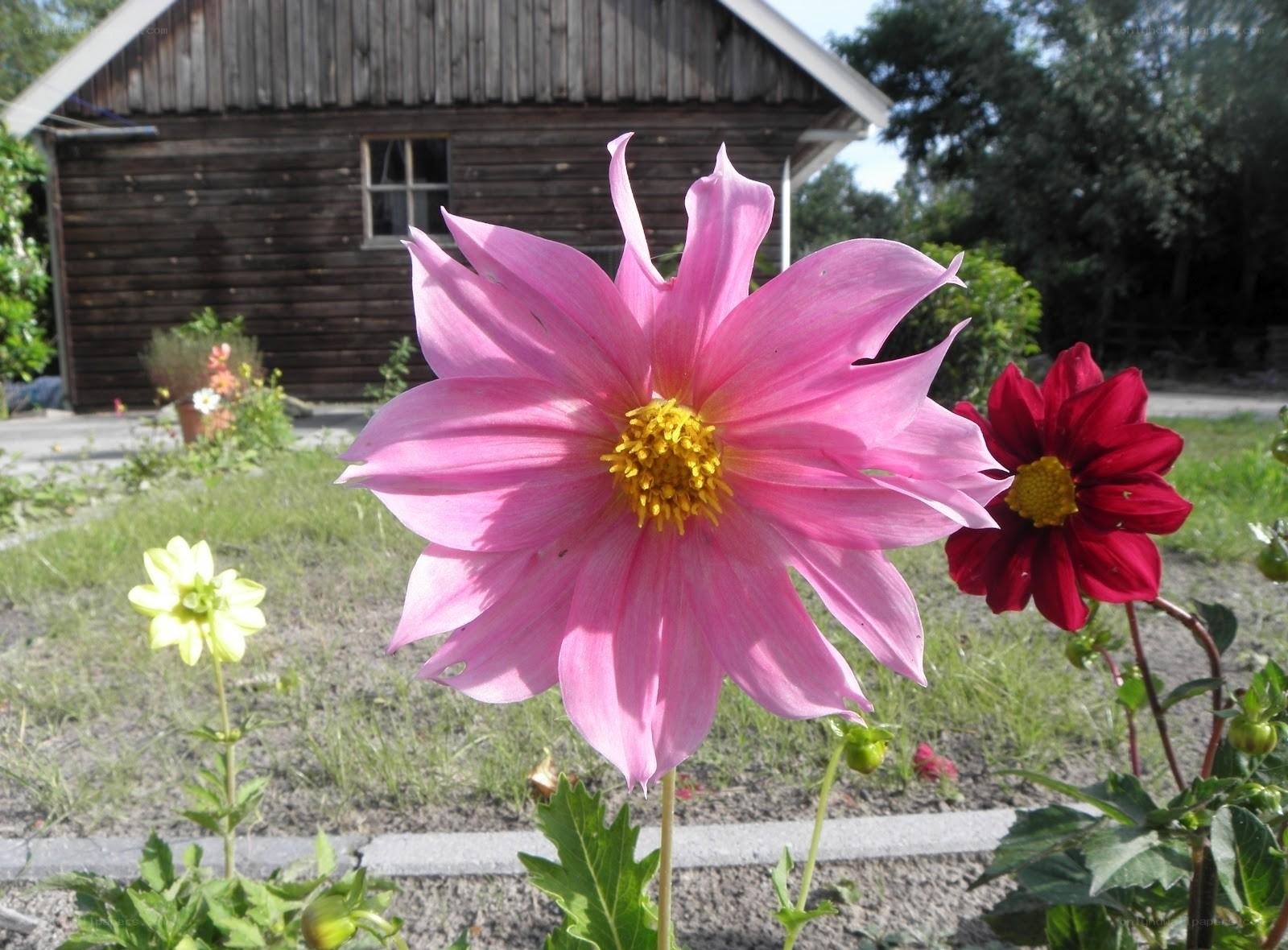 Pink dahlia in garden