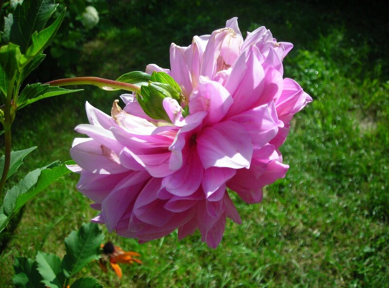 Pink dahlia in garden