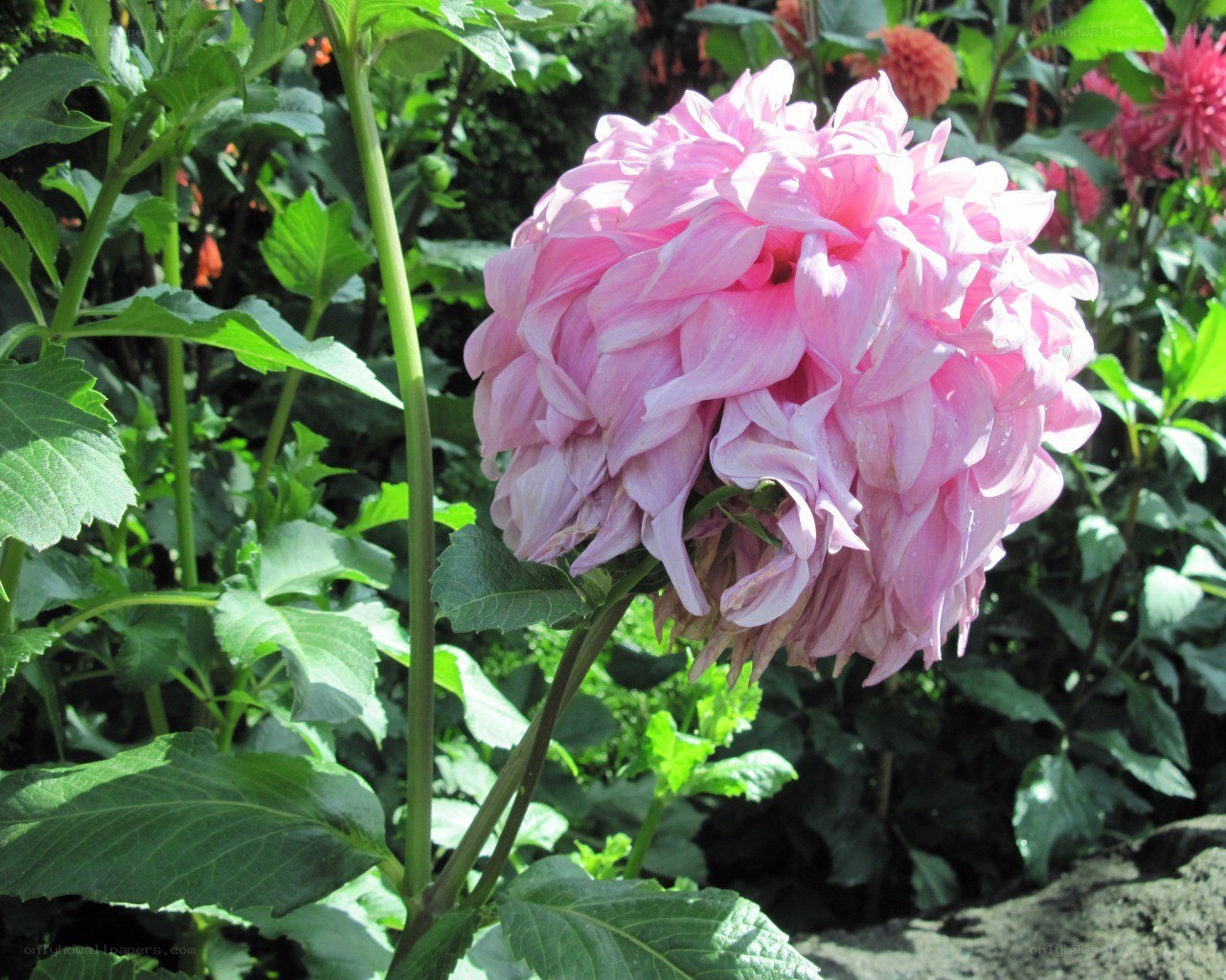 Pink dahlia in garden
