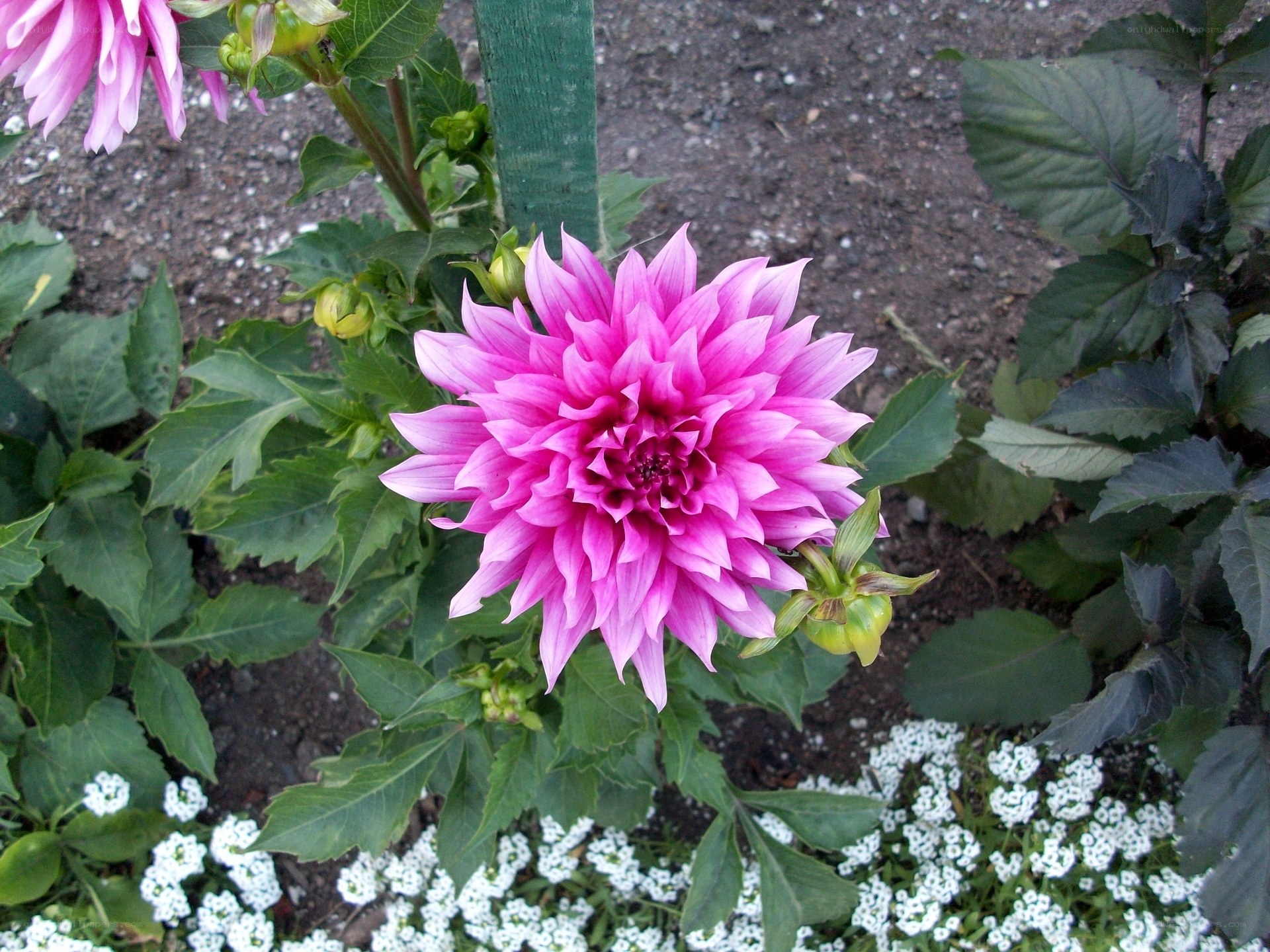 Pink dahlia in garden
