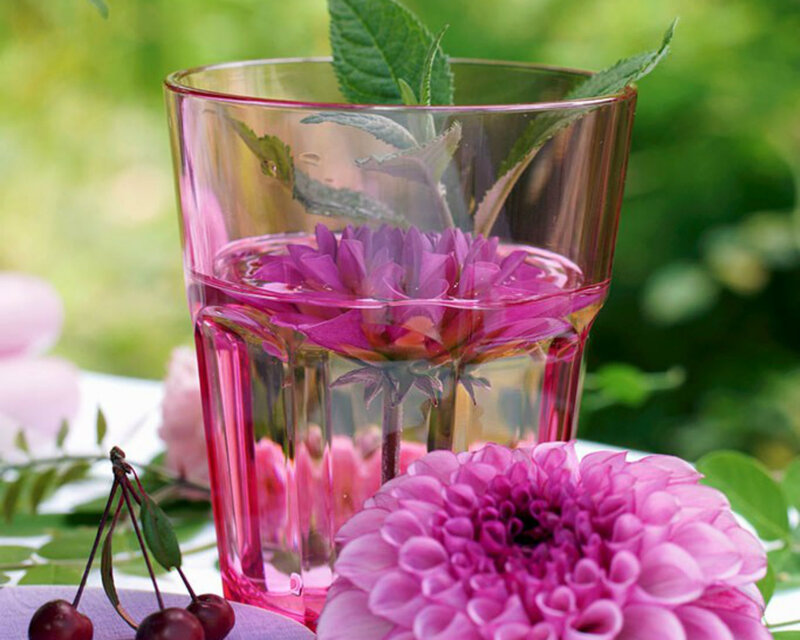 Pink Dahlia in Glass