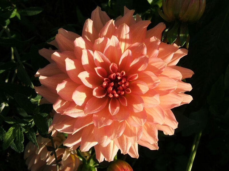Pink dahlia in sunlight