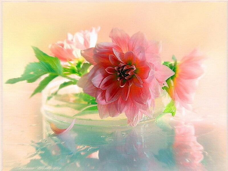 Pink Dahlia in Water