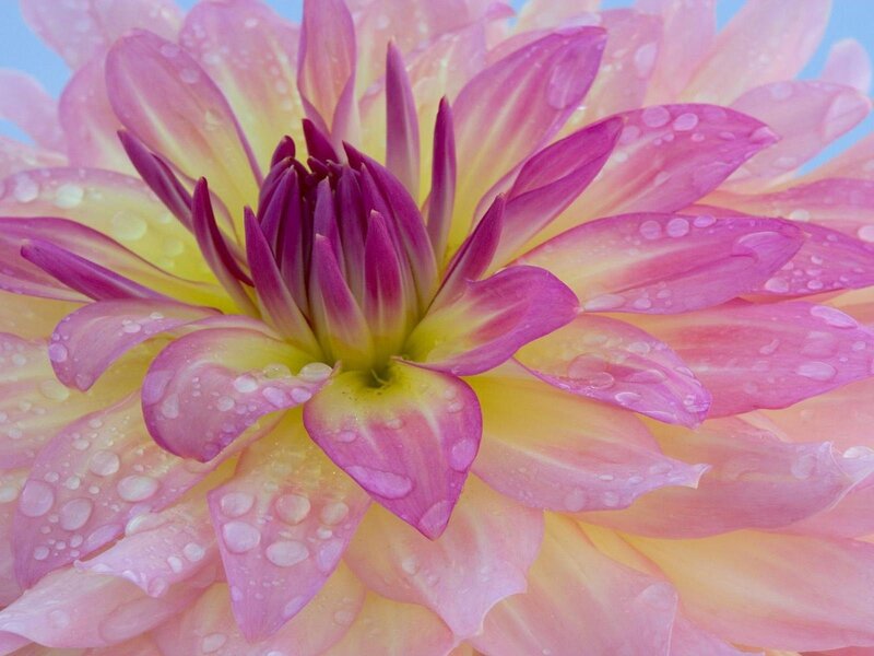 Pink dahlia with water droplets