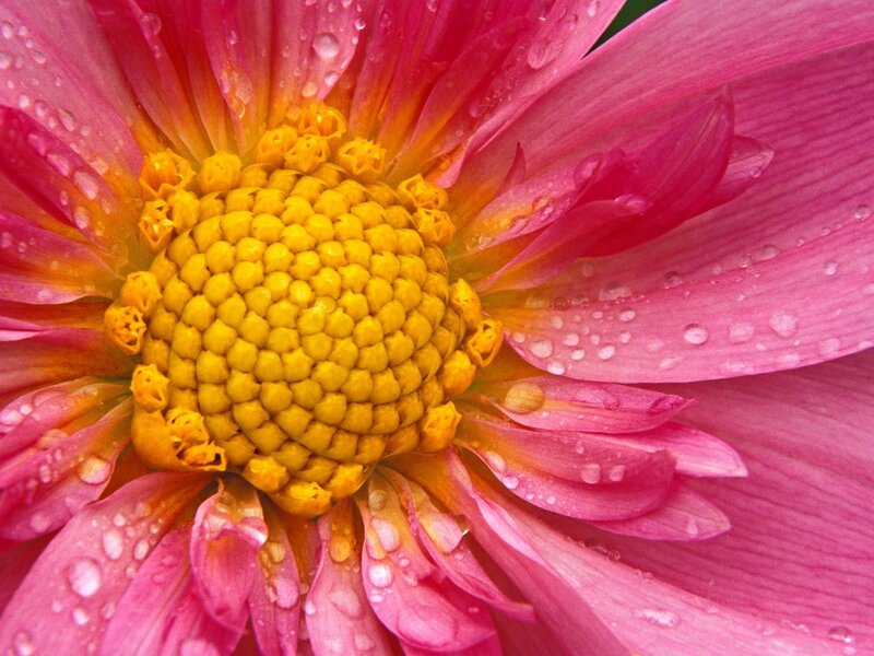 Pink dahlia with water droplets