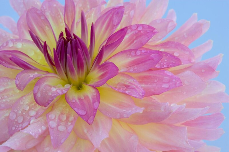 Pink dahlia with water droplets