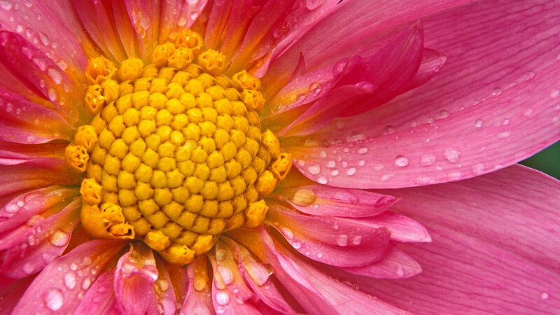 Pink dahlia with water droplets