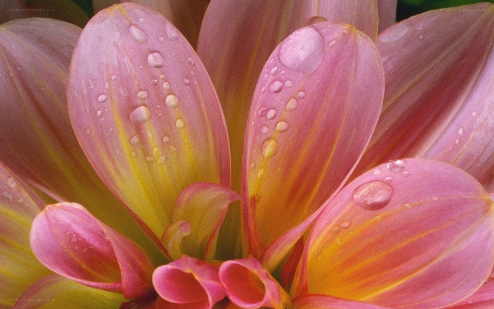 Pink dahlia with water droplets