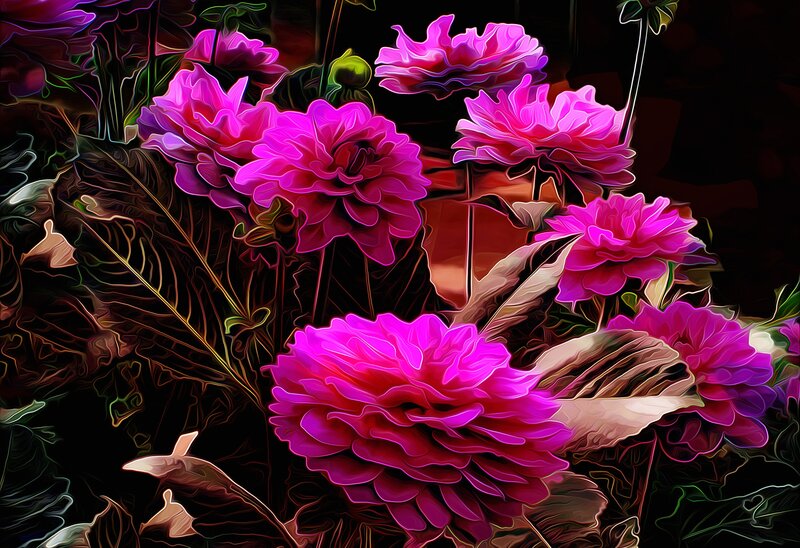 Pink Dahlias in Bloom