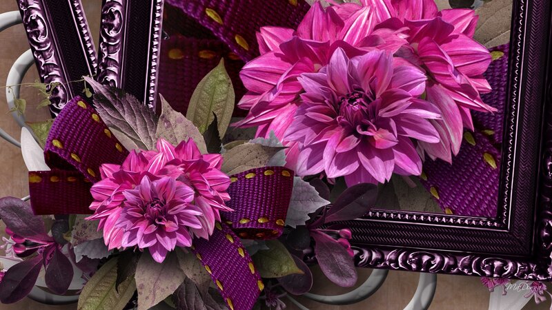 Pink Dahlias in Frame