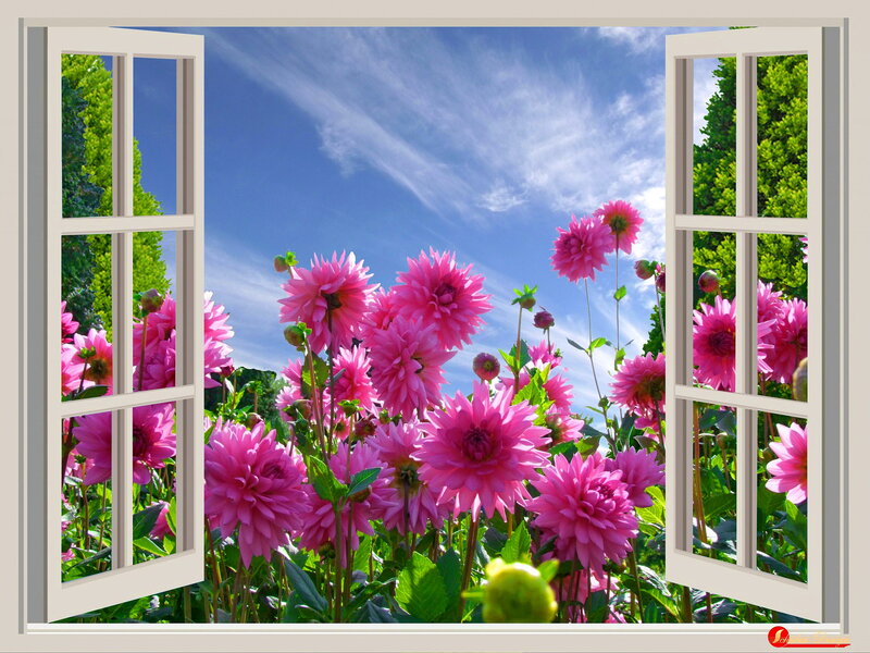 Pink Dahlias in Garden