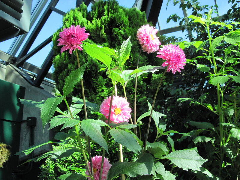 Pink Dahlias in Greenhouse
