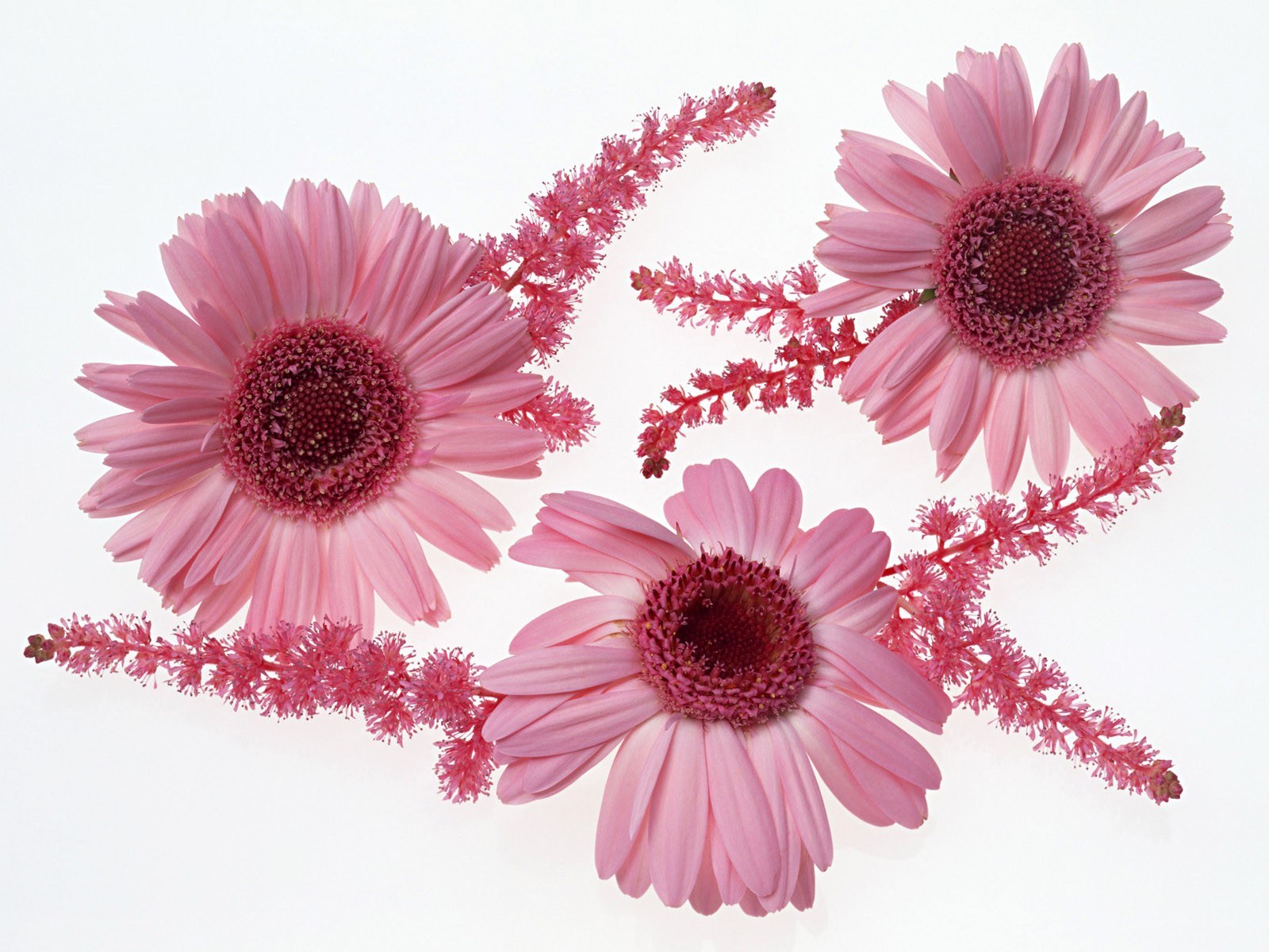 Pink daisies and astilbe
