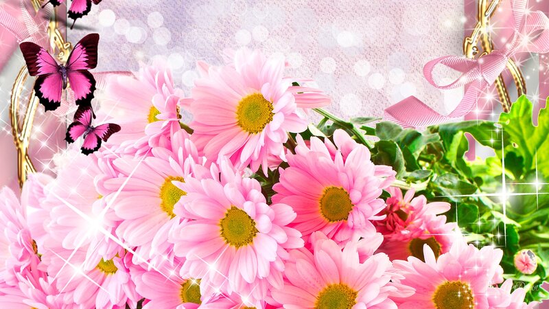 Pink Daisies and Butterflies