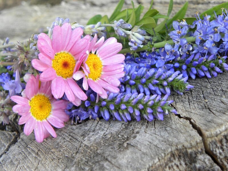 Pink Daisies and Purple Flowers