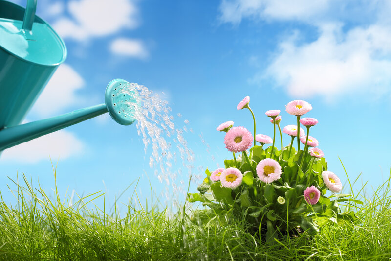 Pink Daisies Being Watered