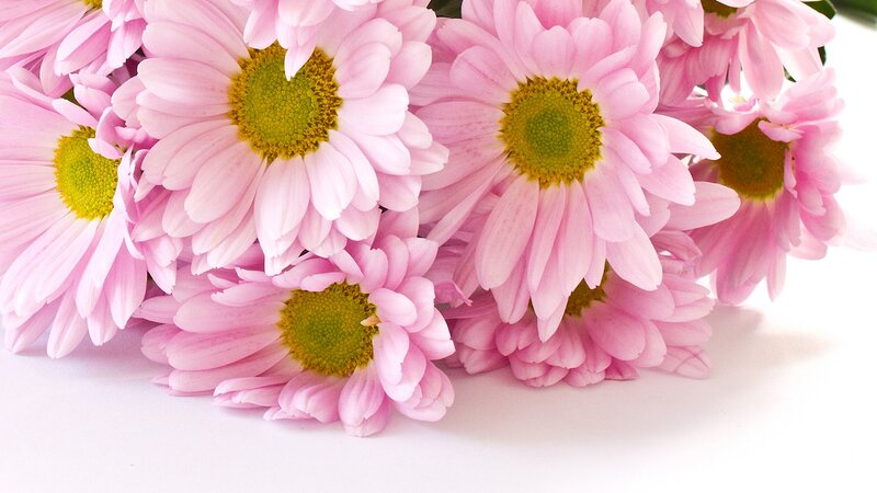Pink Daisies in a Bouquet