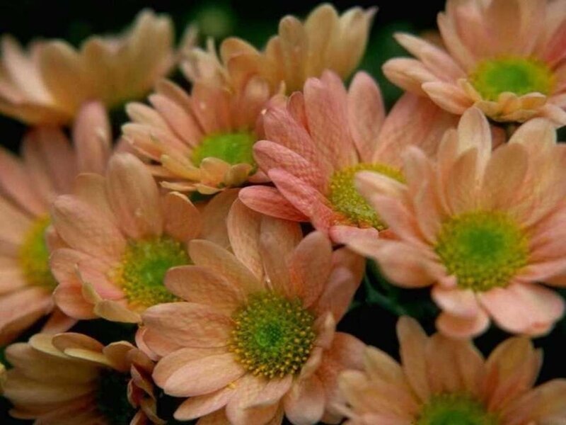 pink daisies in a cluster