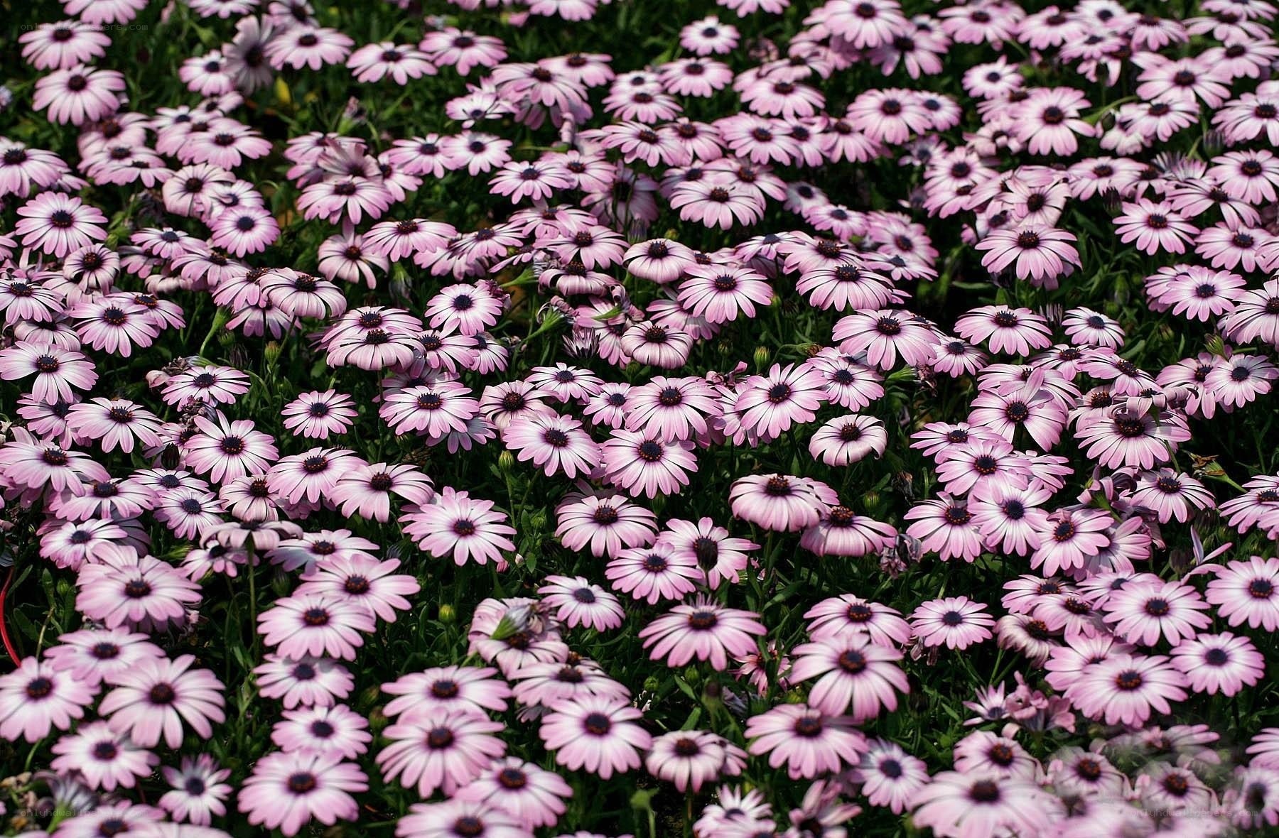 Pink daisies in a field