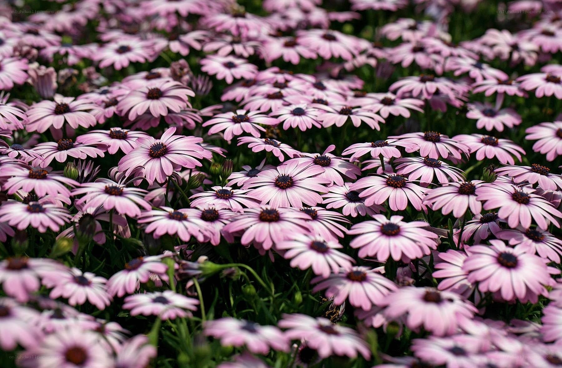 Pink daisies in a field