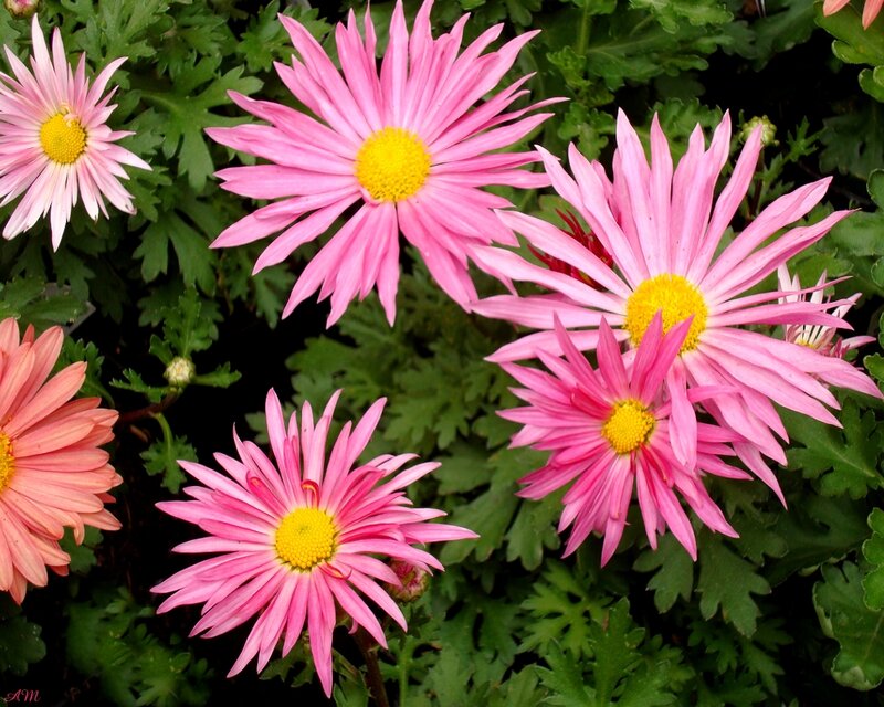 Pink daisies in a garden