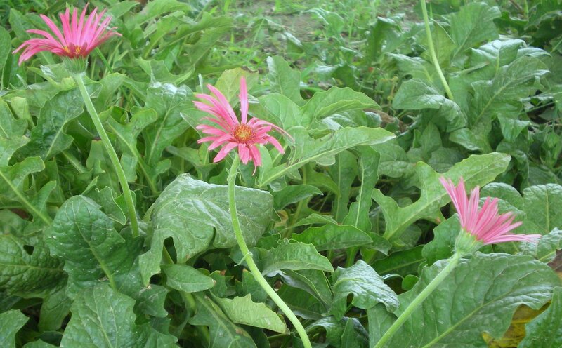 Pink daisies in a garden