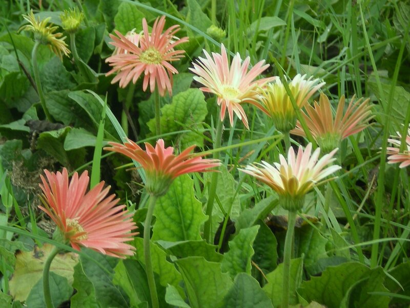 Pink daisies in a garden