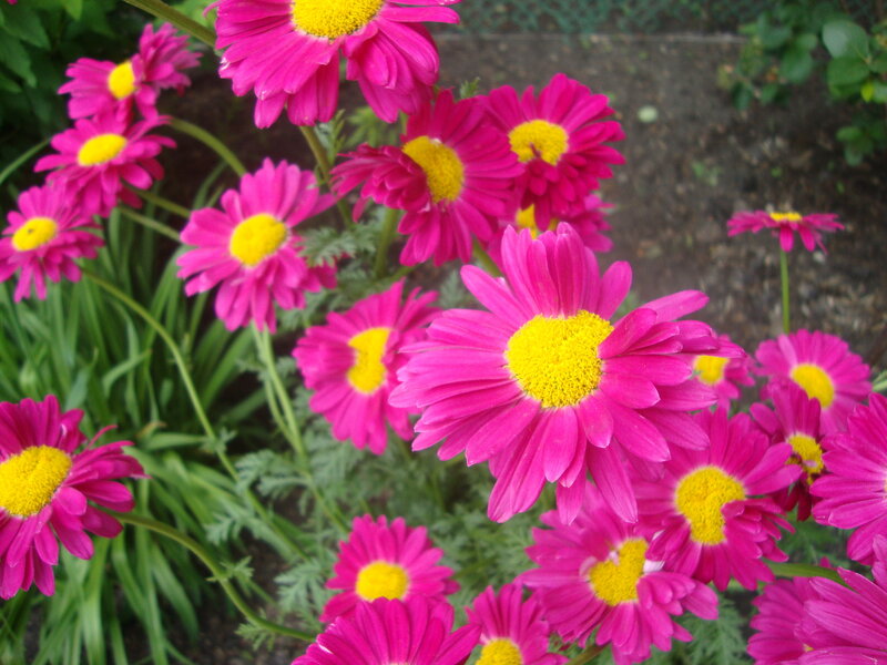 Pink daisies in a garden