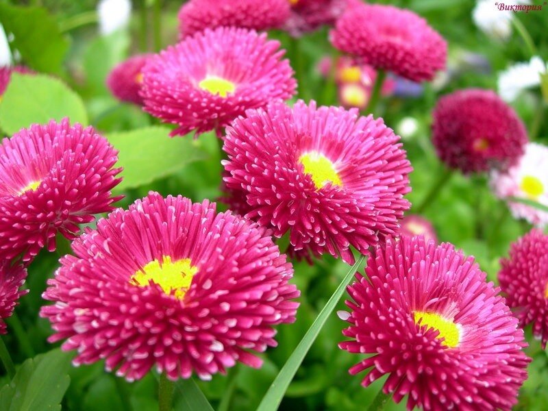 Pink daisies in a garden