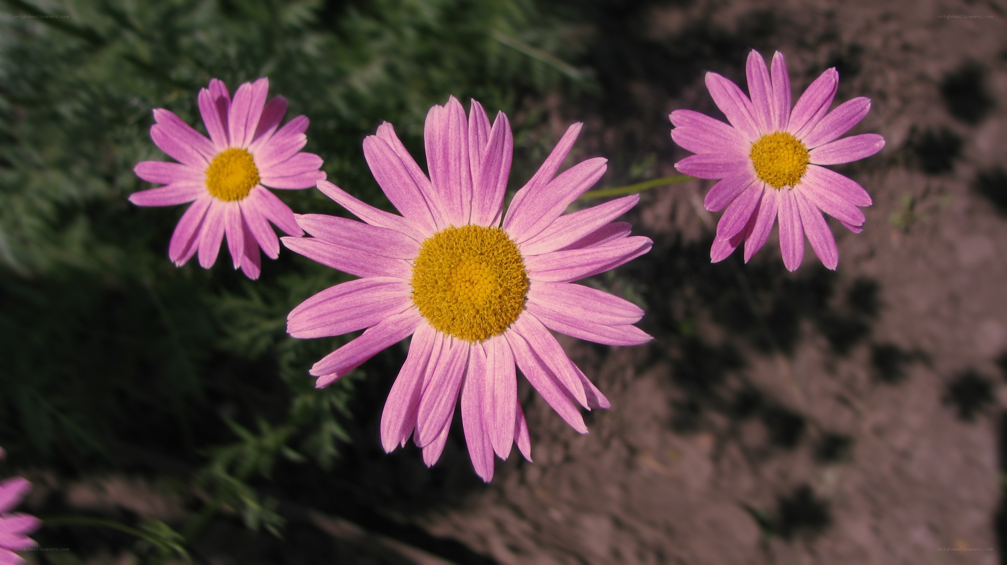 Pink daisies in a garden