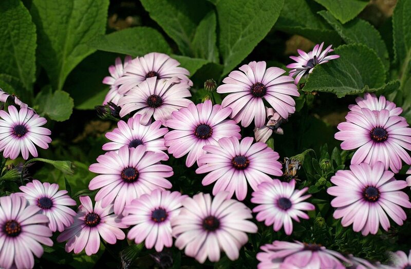 Pink daisies in a garden
