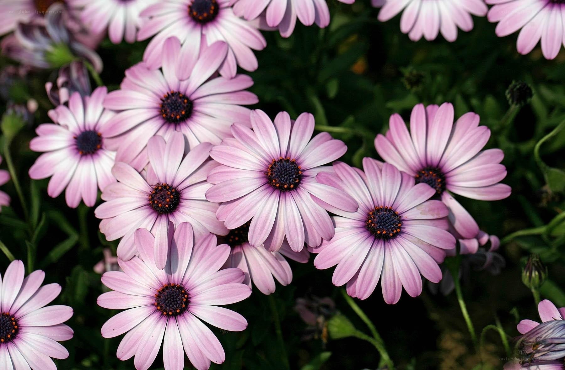 Pink daisies in a garden
