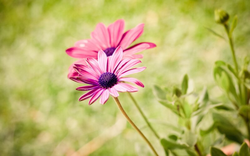 Pink daisies in a garden