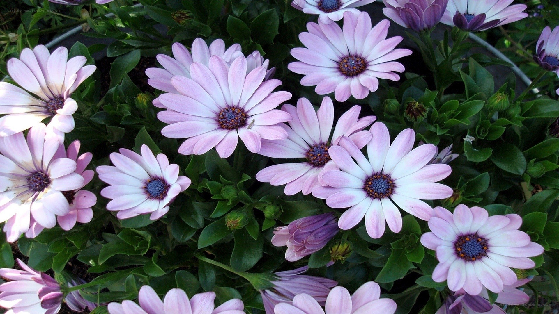 Pink daisies in a garden