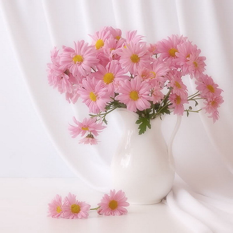 Pink daisies in a white vase