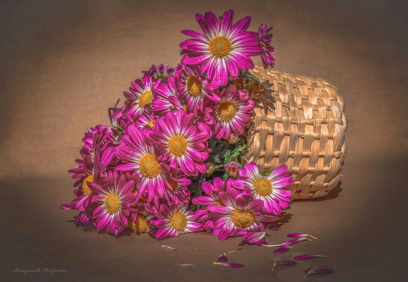 Pink Daisies in Basket — Calm