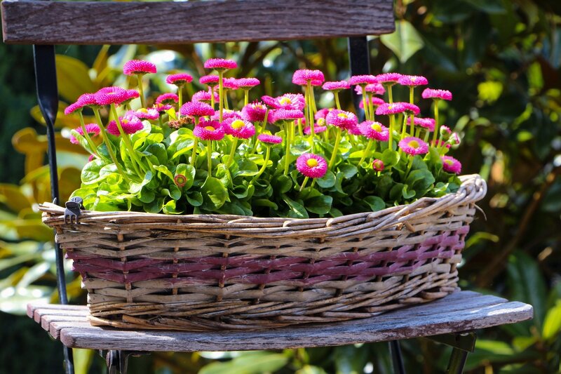 Pink Daisies in Basket — Green